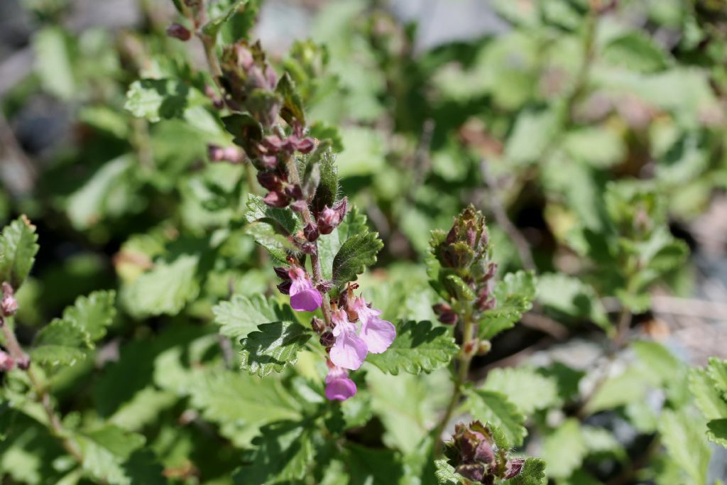 Teucrium chamaedrys